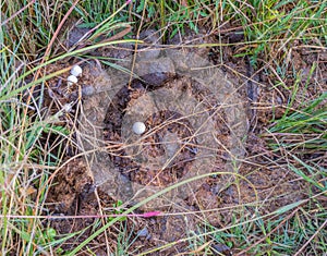 Dung-loving fungi grow in animal poop photo