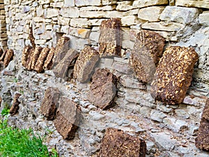 Dung, square shaped cow manure briquettes stuck to the wall of the building to dry