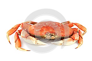 Dungeness crab