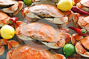 Dungeness crab