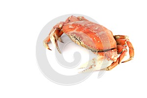 Dungeness crab photo