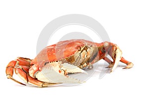 Dungeness crab