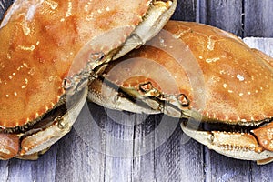 Dungeness Crab photo