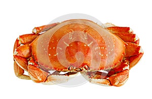 Dungeness Crab photo