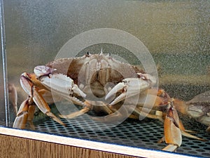 Dungeness crab at edge of water tank inside a seafood restaurant market