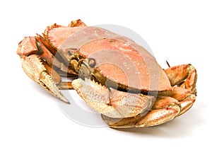 Dungeness Crab Isolated on White