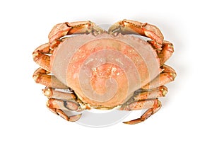 Dungeness Crab Isolated on White photo