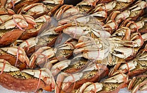 Dungeness Crab For Sale