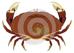 dungeness crab vector illustration transparent background