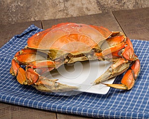 Dungeness Crab on a white plate photo
