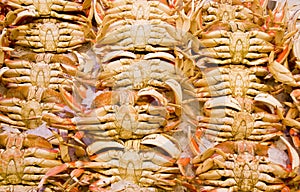 Dungeness Crabs