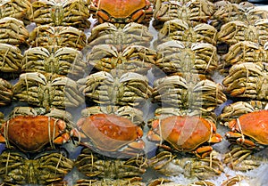 Dungeness Crabs Display at Fresh Seafood Stall