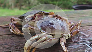 Dungeness Crabs Fighting