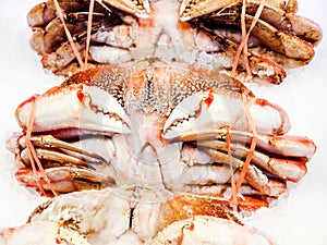 Dungeness Crabs on ice