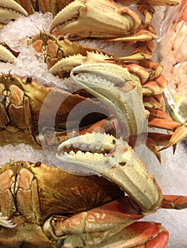 Dungeness Crabs On Ice Close-Up
