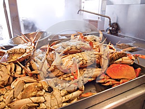 Dungeness Crabs In Kitchen photo