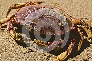 Dungeness Crabs photo