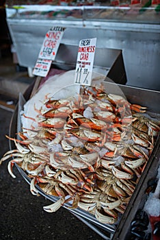 Dungeness Crabs for Sale in Seattle Market
