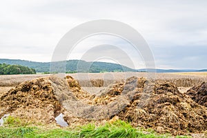 Dunghill besides a wheat field