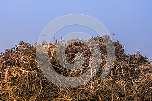 Dunghill, ecology background.