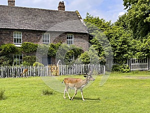 Dunham Massey - Northwest England photo