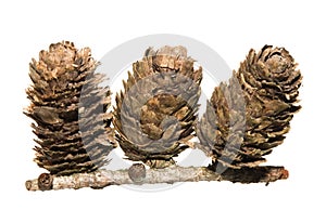 Dunkeld Larch Tree Cones