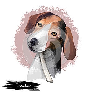 Dunker, Norwegian Hound dog digital art illustration isolated on white background. Norwegian origin scenthound dog. Cute pet hand
