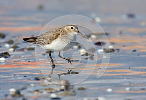 Dunlin photo