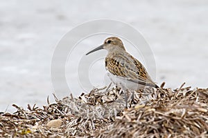 Dunlin photo