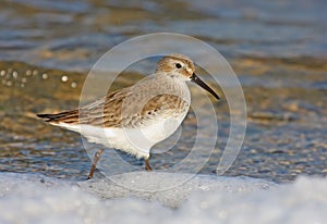 Dunlin photo