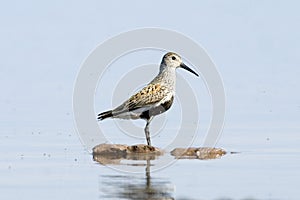 Dunlin photo