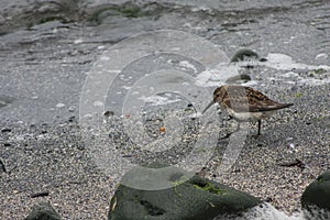 Dunlin