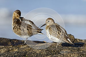 Dunlin Alpine Calidris in the coastal area of the Cantabrian Sea. Asturias, Spain