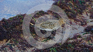 Dunlin on the beach. A well-known bird found on the beach. Looking for food in algae using a long beak.