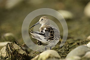 A Dunlin bird in non-breeding plumage walking along the shore photo