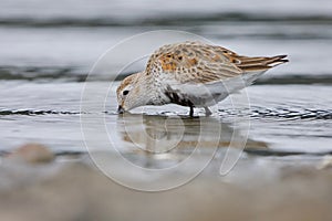 Dunlin in breading plumage probes for food in shallows of Esquimalt Lagoon photo