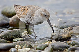 Dunlin in breeding plumage stands in water amongst the pebbles of Esquimalt Lagoon