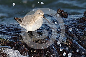 Dunlin (Calidris alpina) photo