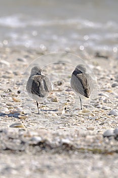 Dunlin, calidris alpina