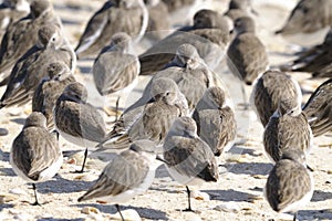 Dunlin, calidris alpina photo