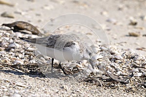 Dunlin, calidris alpina photo