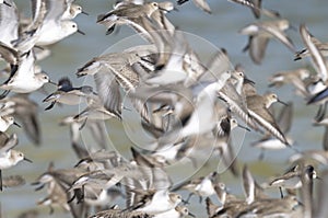 Dunlin, calidris alpina photo