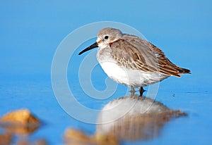 Dunlin (calidris alpina) photo