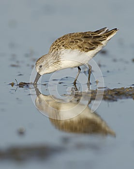 Dunlin, Calidris alpina