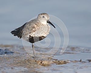 Dunlin, Calidris alpina