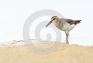 Dunlin, Calidris alpina