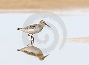 Dunlin, Calidris alpina