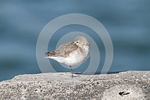 Dunlin (Calidris alpina)