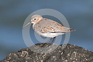 Dunlin (Calidris alpina)