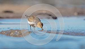 Dunlin - Calidris alpina - adult bird at a seashore